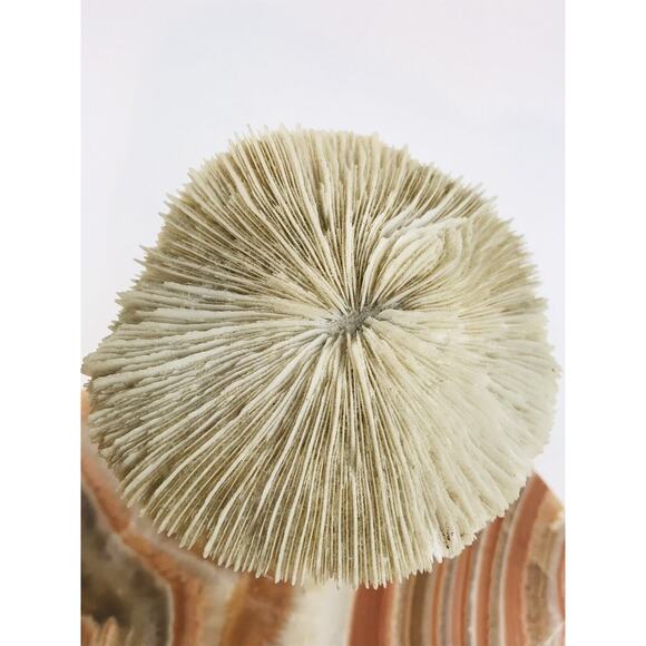 Vintage Banded Stone Marble Two Mushroom White Sculpture Primitive Wood Coral Ar - Picture 8 of 12